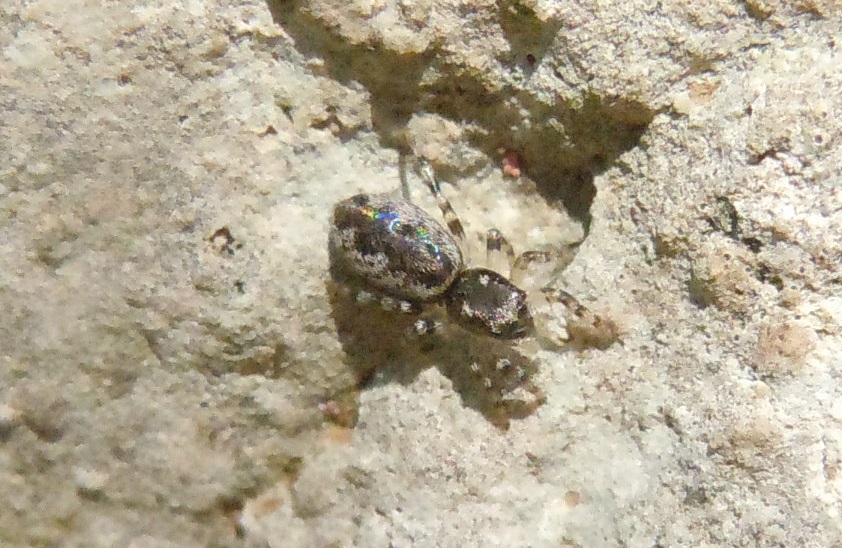 Salticus sp. - Nerano (NA)